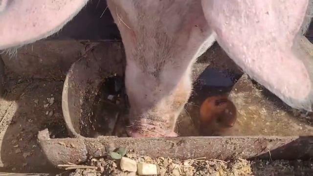 Последний день гостей \ Помощники на хоздворе смотреть онлайн