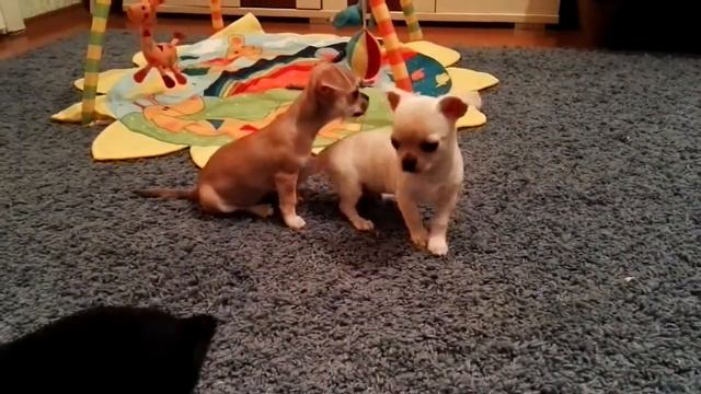 Чихуахуа мальчики, 2 мес. Рыжик и Мишка смотреть онлайн