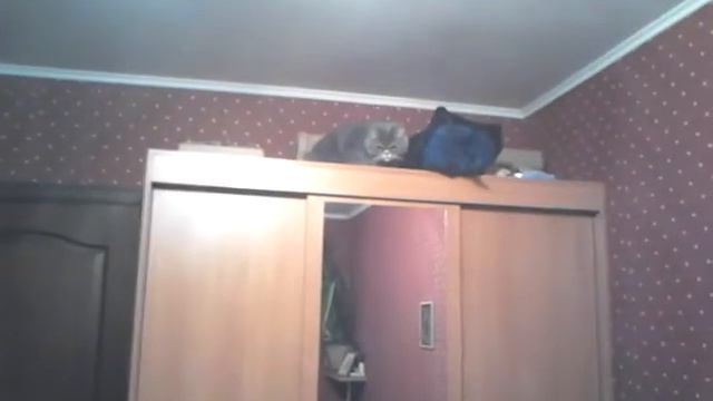 Кот спрыгнул с шкафа смотреть онлайн