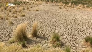 Двоякодышащая рыба протоптер