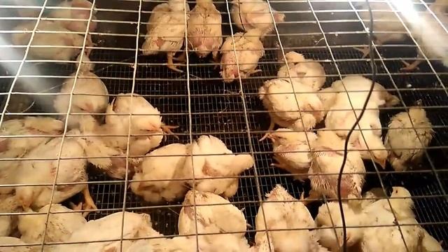 Бройлеры РОСС 308 и КОББ 500 (700) Особенности пород и различия при выращивании! смотреть онлайн