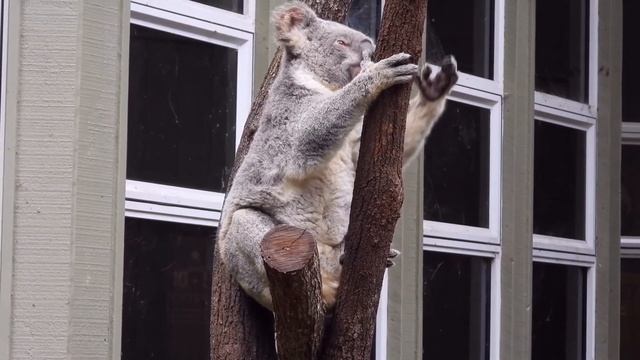 Koala: Australia's Most Iconic Animal Marsupial Sleeps Like an Angel смотреть онлайн