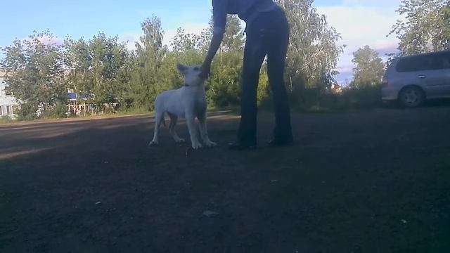 VID 20150810 191341 смотреть онлайн