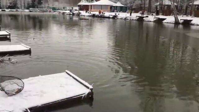 Поимка форели на икру. РК Фишка Липки. 21.11.20. смотреть онлайн