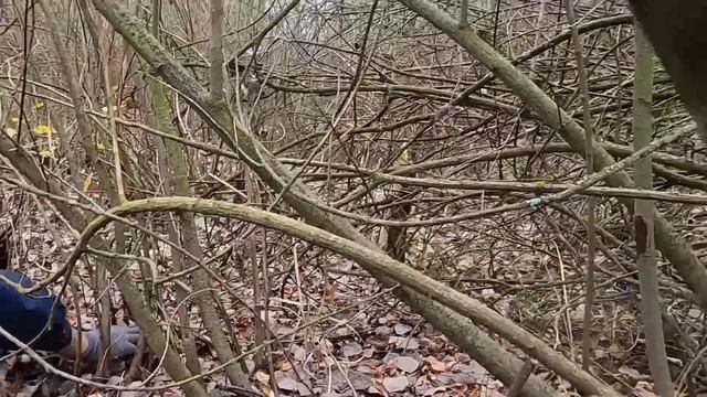 Грибные места Подосиновики Зеленушки смотреть онлайн