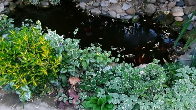 ГЛИЦИНИЯ,ГЕЙХЕРА,ХОСТА,ЛАГЕРСТРЕМИЯ,БАМБУК,МУШМУЛА,ДЁРЕН,БУЗИНА,АУКУБА,ФАТСИЯ,ФОТИНИЯ?25 АПРЕЛЯ2023 смотреть онлайн