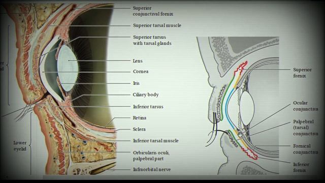 Анатомия с АВ. Вспомогательные структуры глаза (structurae oculi accessoriae). смотреть онлайн
