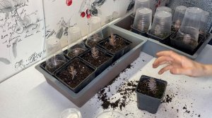 Черенкование голубой ели. Обзор через 3 месяца янв 2024