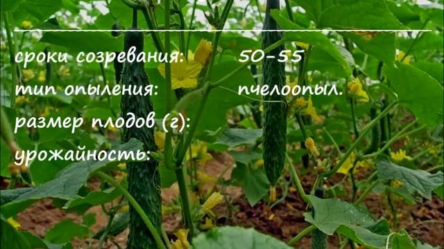 Семена 2016. Часть 2. Перец+тыквенные смотреть онлайн