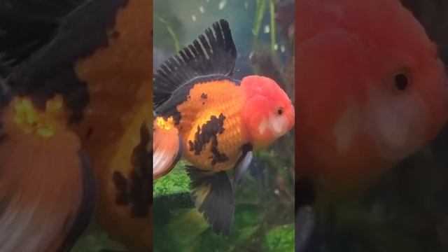 Золотая аквариумная рыбка оранда смотреть онлайн