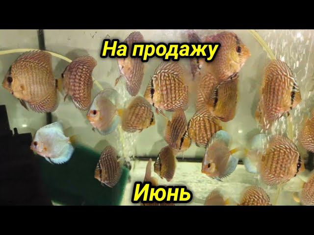 Июньский Дискус на продажу смотреть онлайн