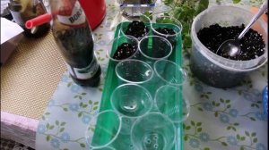 Черенкование и укоренение пеларгонии