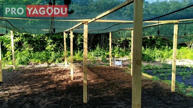 Детский садик для клубники. Постройка#3 смотреть онлайн