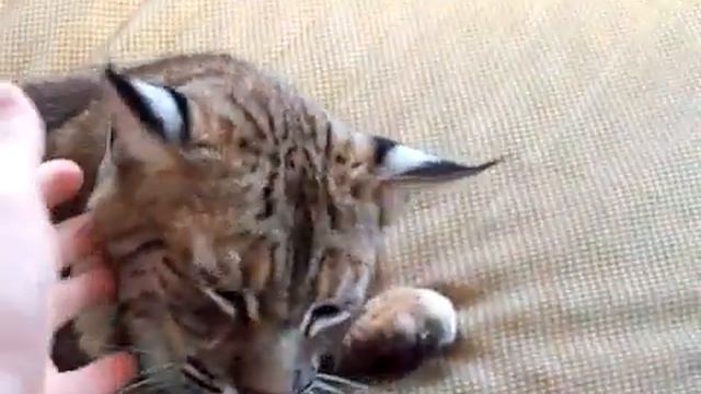 Рысь мурлычит Домашняя рысь смотреть онлайн