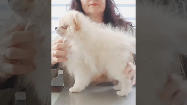 Ставим щенка шпица в стойку смотреть онлайн