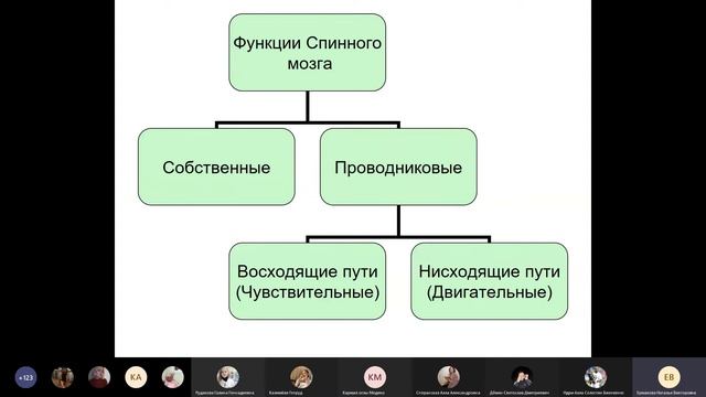 Частная физиология ЦНС