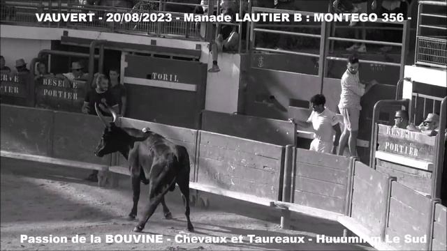 VAUVERT-Course Camarguaise-AS-20/08/2023 смотреть онлайн