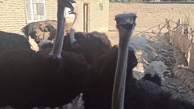 УЙДА ТУЯ КУШ БОКИШ ВА МУМАЙ ДАРОМАД КИЛИШ #СТРАУС TUYA QISH BOQISH BIZNESI VA DAROMADI