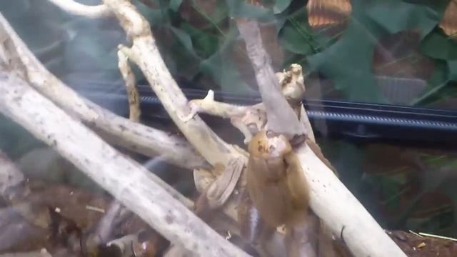 Костариканский таракан. смотреть онлайн