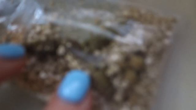 Как прорастить (разбудить) ризомы ахименеса смотреть онлайн