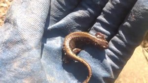 #3 Приморская ящерица