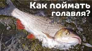 Как поймать первого голавля на спиннинг? Приманки, проводки, места, снасти