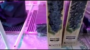 Посадка семян томатов, сразу в стаканчики для рассады.