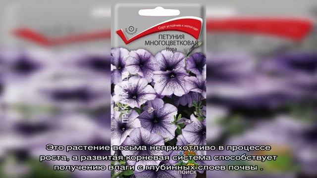 Петуния Тайфун — основные характеристики растения смотреть онлайн