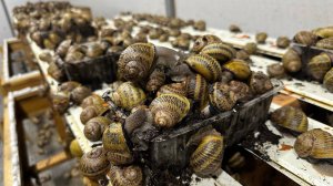 Почему улитки откладывают мало икры?