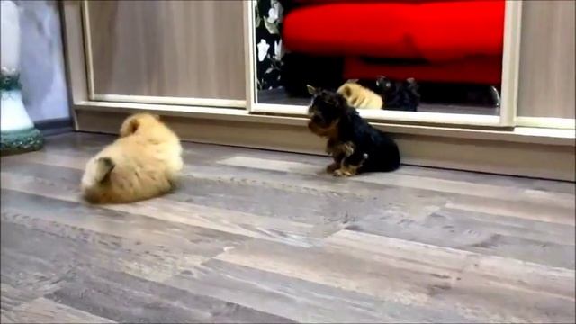 Snickers (пом шпиц 1 месяц) & Dandy (мини йоркширский терьер 2 месяца) смотреть онлайн