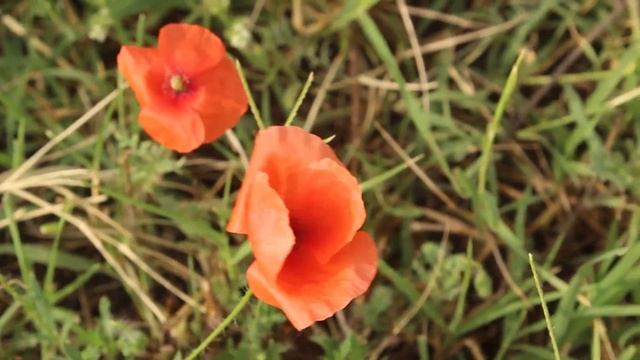 Фестиваль Волшебный остров июнь 2019 смотреть онлайн