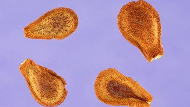 Asclepias tuberosa - Butterfly Weed смотреть онлайн