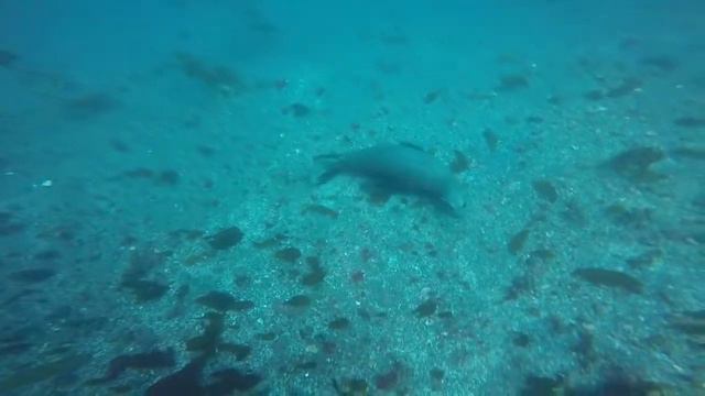 Anacapa Island 01_July_2018 (Part 1/2 Arch Rock) смотреть онлайн