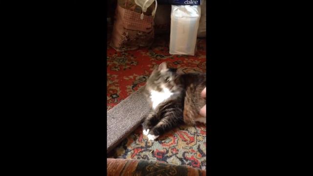 Кот Кутя смотреть онлайн