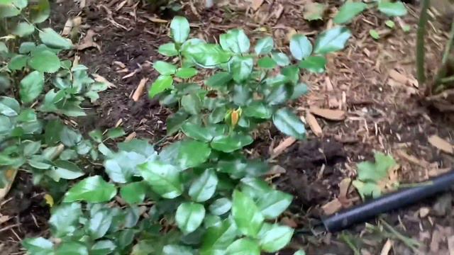 What’s blooming in October?? 🌸🌸🌸 Garden walk about to show you blooms from my garden 🌺🌼🌻🌸 смотреть онлайн