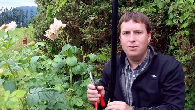 Deadhead Roses for More Flowers смотреть онлайн