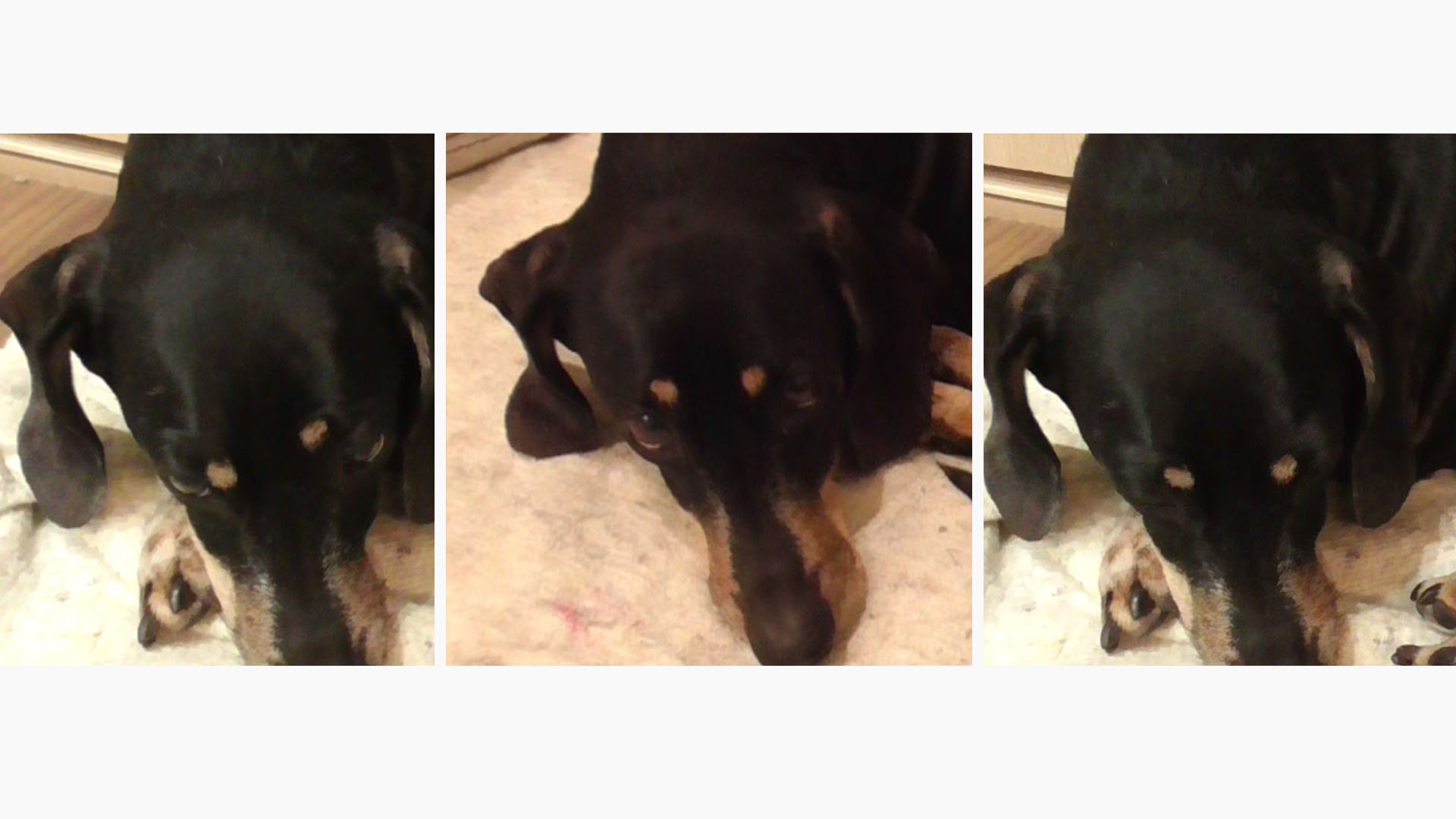 танец бровками. таксы.mp4