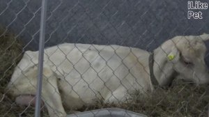 Зааненская коза. Особенности. Уход