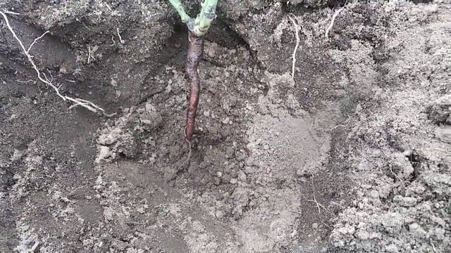 Высадка роз, которые купила в Доброцене . Хранение саженцев до высадки. смотреть онлайн