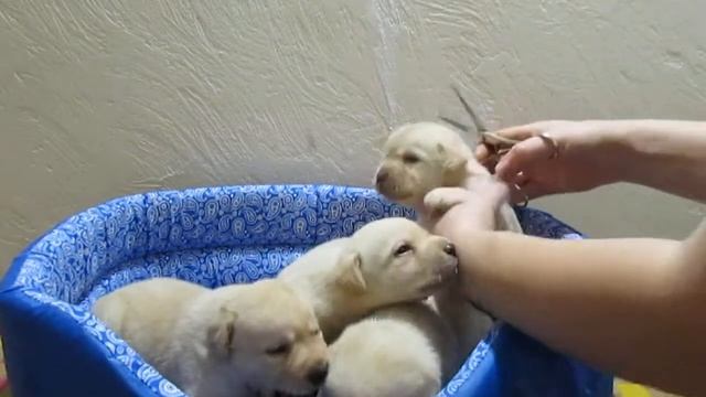 Как кормить лабрадора: первый прикорм смотреть онлайн