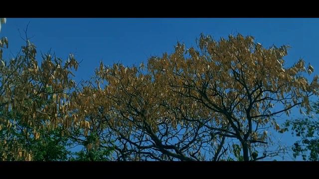 Surah Yaseen [Yasin] Ayatul Kursi (FHD) Arabic Daily Quran Tilawat May 2023 смотреть онлайн
