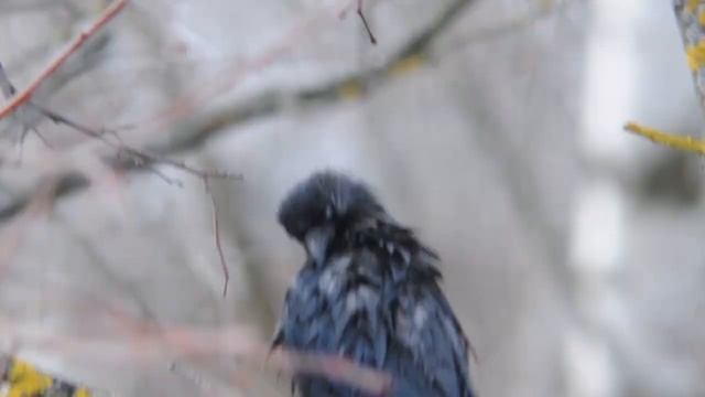 ТАИР3-ФС 4,5/300