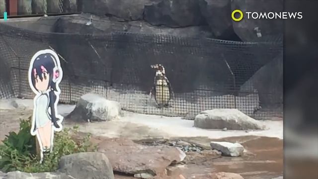 Underpass built for world’s smallest penguins to cross road; Missing penguin found - Compilation смотреть онлайн