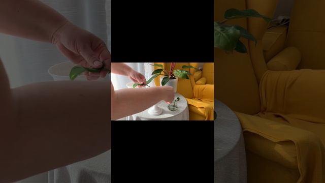 Эпипремнум золотистый?укоренение и высадка в грунт❗️ смотреть онлайн