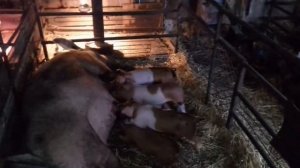 Корм для поросят отъёмышей. Чем кормить поросят первую неделю после отлучки от сиськи.