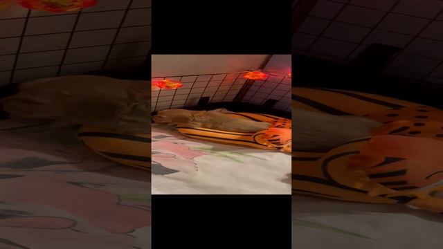 27-10-2023 Милашки малыши?? смотреть онлайн