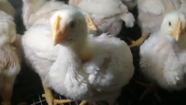 Purina против Самарского Комбикорма. Кобб-500 15 дней.