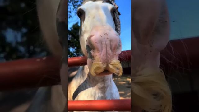 Даже у лошади усы шикарней, чем у тебя😎 смотреть онлайн