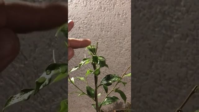 Фикус на штамбе. Ч.3