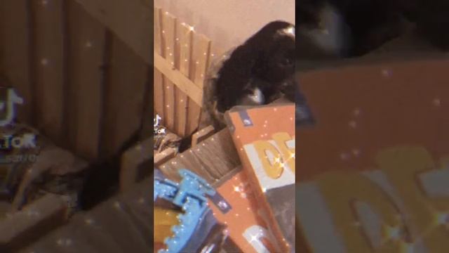 Русский охотничий спаниель эдит? смотреть онлайн